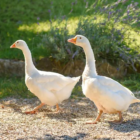 Fattoria Capobianco Farm stay